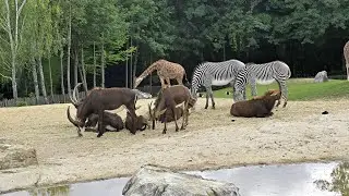 Zoo in Denmark accepting unwanted pets to be fed to predators