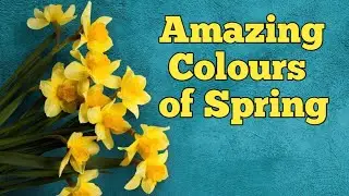 Flowers that bloom in March and Summer