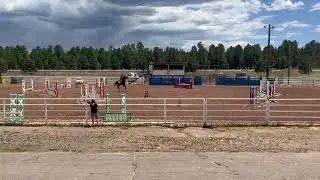Archer 2016 TB Gelding_ Show Jumping