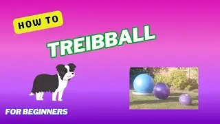 How to learn Treibball. Herding with a yoga ball instead of sheep!
