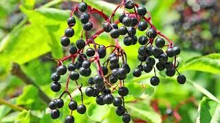 Elderberry Farm
