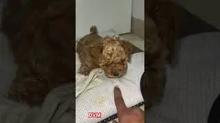 Ram charan's expensive pet rhyme dog | #poodlepuppies #shorts