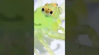 Green Jumping Spider