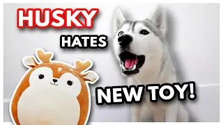 HUSKY HATES her NEW SQUISHY TOY! | She attacks it!