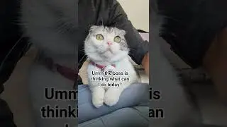 He think how he catch me not working😜 #cat #cute #smellycat #cartooncat