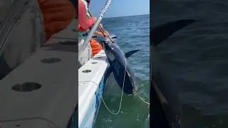 BIG lump coming in! #tuna #wow #fish #fishing #sushi
