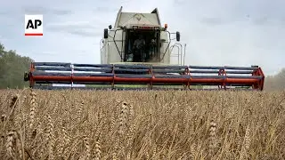 UN: As grain deal ends, millions will 