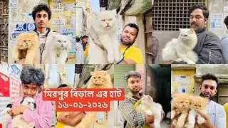 বিদেশি বিড়ালের দাম | মিরপুর ১ বিড়ালের হাট | @Saiful_Drz  | Persian cat price in Bangladesh