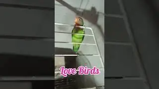Love birds