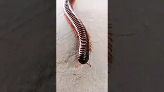 shorts kida makoda #ytshorts #shortvideos 😱😱snake video