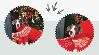 Purplebone Dog Treats - No to Chocolate this Christmas, Telepathic Dog?