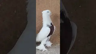 Андижанские голуби