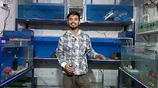 ​35% OFF 🔥 | New Fish Stock Collection आ गया | ऐसा ऑफर सिर्फ 3 दिन के लिए | Best Aquarium Fish Price