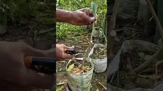 Grafting on alemow Rootstock.