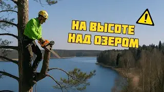 Спиливаем деревья красиво и безопасно