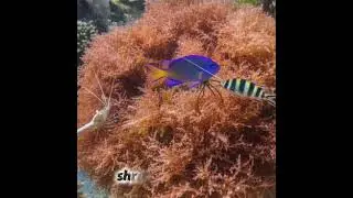 The Fish That Farm Algae, Nature&rsquo;s Tiny Underwater Farmers!