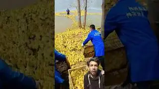 Haska challa lai poudina Sikaune tarika #satisfying #farming #reaction #agriculture #river #duck