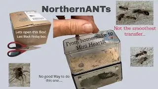 Last Black Friday sale Unboxing and Ant transfer to Mini Hearth