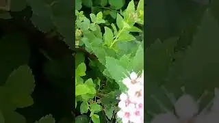 Little princess spirea in the garden 5 minutes in the garden ASMR #nature  #shorts