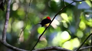 Pipra filicauda