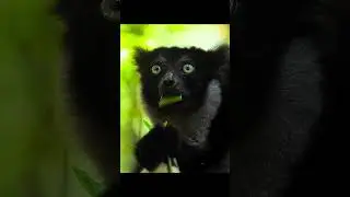 Adorable Indri Lemur Enjoying A Snack!