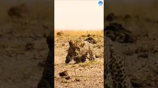 Ambush style of Leopards 😲😲 | 🌟🌟 Animals action moment 0096 🌟🌟 #leopard #animals #ambush