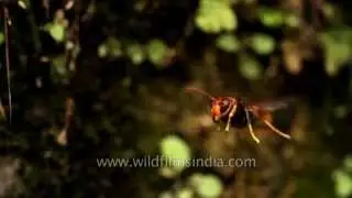 Wasp attack destroys entire bee colony! Rare footage of predation