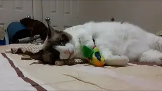 Callie playing with new toys   part 1