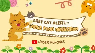 KUCING ABU KEPO! Makanan di Meja Jadi Target Utama!
