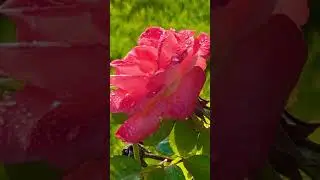 A rose kissed by morning dew beauty in stillness, softness in strength💖 #rose #subscribe #like