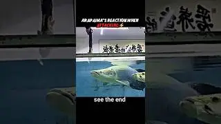 Arapaima Too Slow for Cat Reflexes! #trending #animals #wildlife #cat #shorts #fish