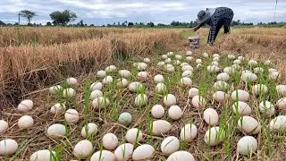 BEST Video unique  -A farmer collects a lot of duck eggs in a rice field with young rice.