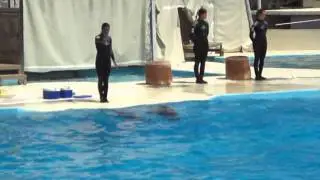 Aquapolis La Pineda spectacle dauphin