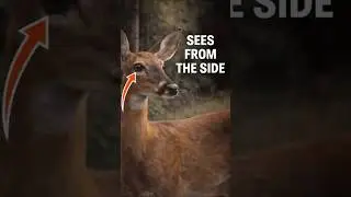 Deer Detect Danger Without Looking at It