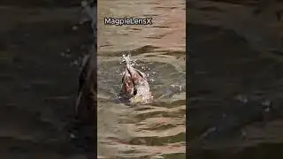 Duck Mallard slow motion + music 4K Europe #nature #duck #birds