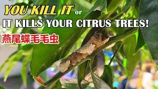 Giant Swallowtail Caterpillars (燕尾蝶毛毛虫) Can Kill Your Citrus Trees by Feeding on Tender Leaves