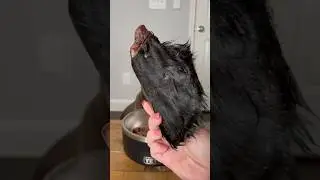 Сыроедение