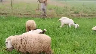 Goat and sheep in meeting video viral 