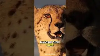 Cheetah | The Fastest Animal #shorts #animals #trending