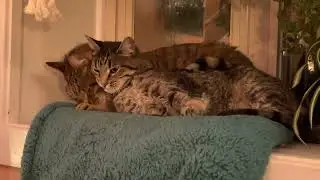 Freddy and Philly Halbercat