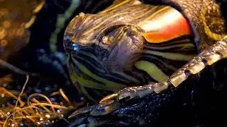 Is my red eared slider dead or hibernating