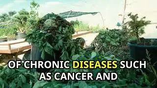 Jamaican Callaloo or Amaranth Greens - Herbal Help