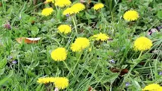 Dandelions | Spring weeds in KY | Lawn weeds