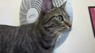 Mary Jane is a major snuggler and lap cat ----Update- I was adopted