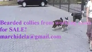 Bearded collie puppies for sale!
