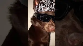 tuff? #dog #cute #puppy #edit #editing #viral #fypシ #fyp #subscribe #like #share #shorts 