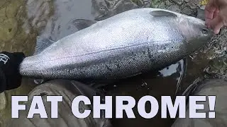 Huge cold water steelhead! An epic day on the tribs!