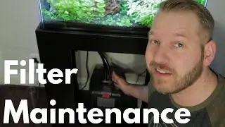 Canister Filter Maintenance: Eheim Professional 4+ 250