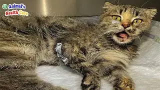 Poor Cat Got heartwarming Ending after Trusting a Heartless Owner