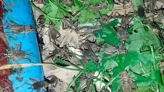 Breeding crickets or fertilized crickets are mature and in full bloom @Putthea168 